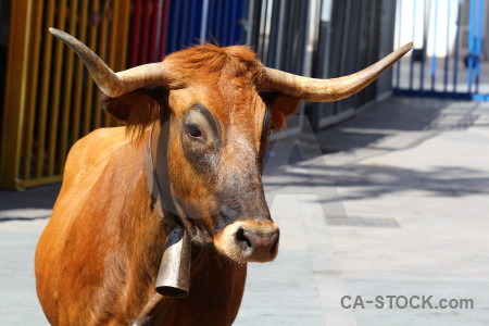 Bull bull running europe spain horn.