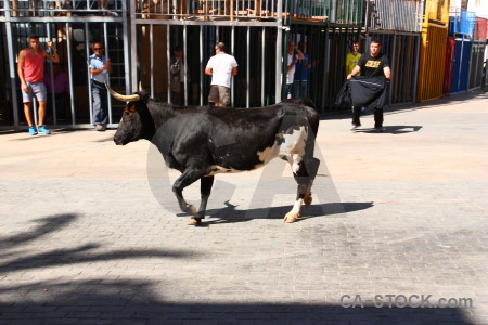 Bull running person horn animal javea.