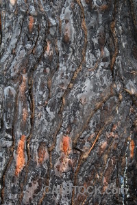 Burnt europe spain bark wood.