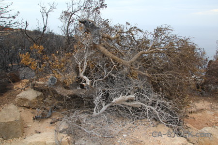 Burnt montgo fire ash spain tree.