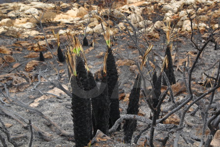 Burnt plant europe spain javea.