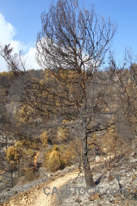 Burnt tree javea ash europe.