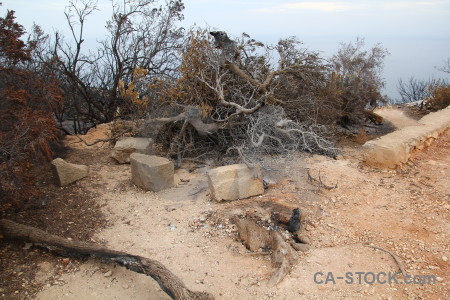 Burnt tree spain javea montgo fire.