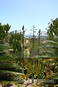 Bush green plant.