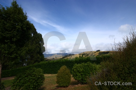 Bush tree sky south island new zealand.