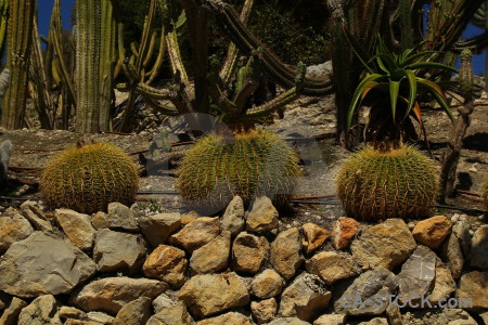 Cactus brown plant.