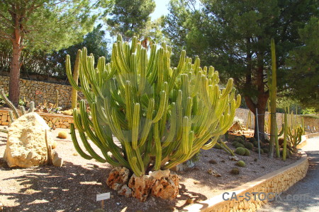 Cactus green plant.