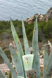 Cactus green plant texture nature.