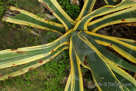 Cactus nature green plant texture.