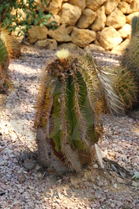 Cactus plant brown.