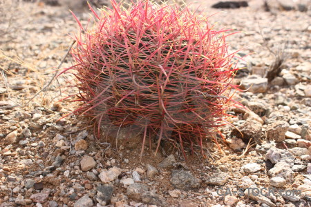 Cactus plant flower.