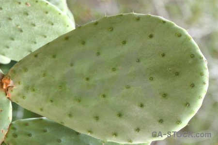 Cactus texture green nature plant.