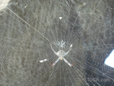 Cambodia animal web orb weaver spider.