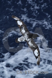Cape petrel day 4 antarctica cruise animal bird.