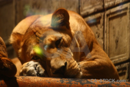 Cat lion animal orange brown.