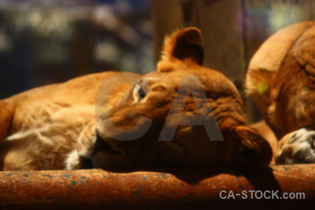 Cat orange lion animal brown.