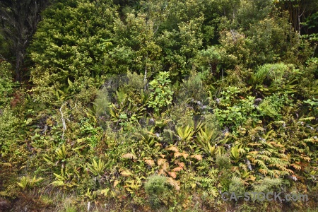 Catlins plant new zealand bush south island.