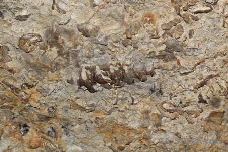 Cave europe spain fossil benidoleig.