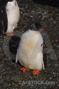 Chick antarctic peninsula south pole antarctica cruise wilhelm archipelago.