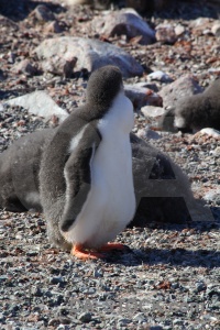 Chick antarctica cruise day 8 rock antarctic peninsula.
