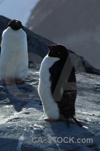 Chick antarctica cruise wilhelm archipelago day 8 south pole.