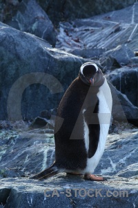 Chick antarctica cruise wilhelm archipelago south pole penguin.