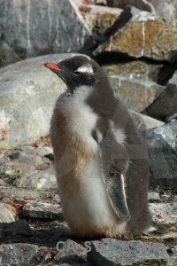 Chick gentoo penguin antarctic peninsula day 8.