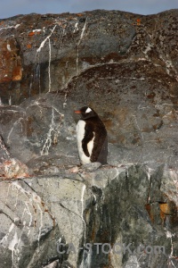 Chick petermann island antarctica day 8 south pole.