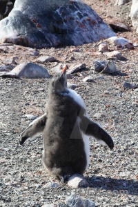 Chick petermann island gentoo penguin antarctica cruise.
