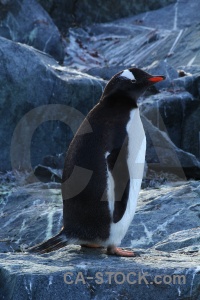 Chick south pole day 8 penguin gentoo.