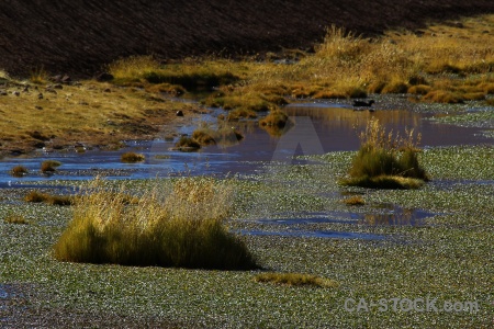 Chile atacama desert pond weed altitude south america.