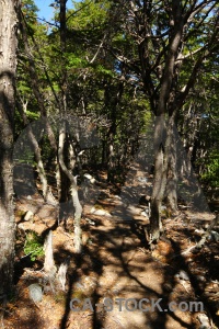 Chile forest trek circuit dead.