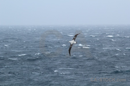 Cloud antarctica cruise water cape horn albatross.