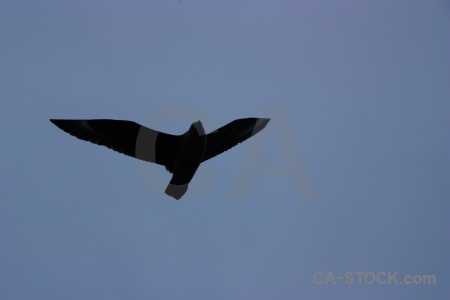 Cloud day 6 marguerite bay antarctic peninsula bird.