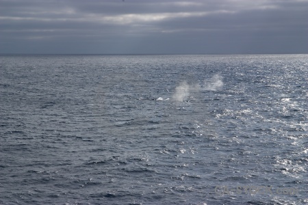 Cloud water whale spray animal.
