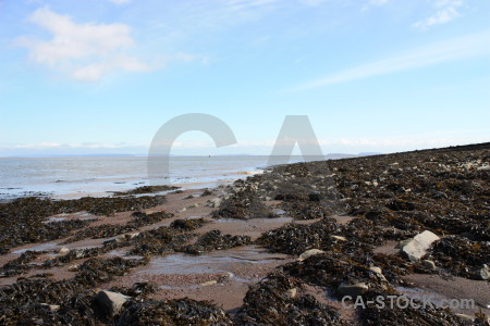 Coast seaweed landscape rock.
