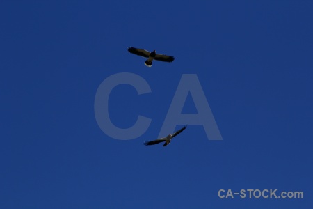 Condor south america andes bird altitude.