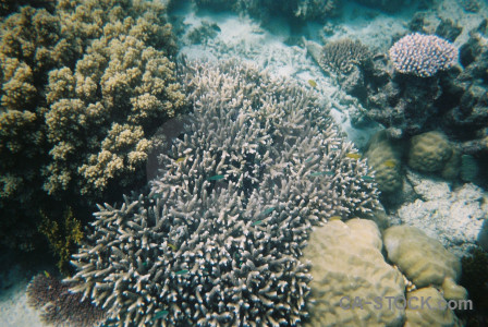 Coral reef underwater.
