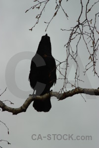 Crow animal gray bird.