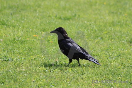 Crow bird animal green grass.