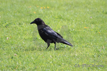 Crow bird green animal grass.