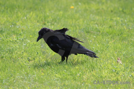 Crow grass bird green animal.