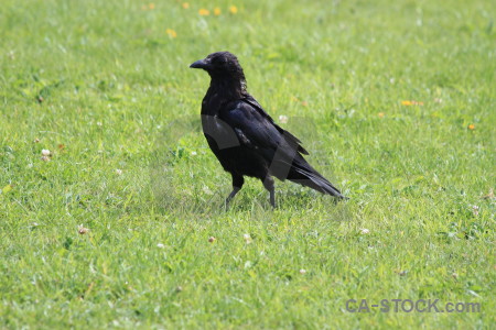 Crow grass green bird animal.