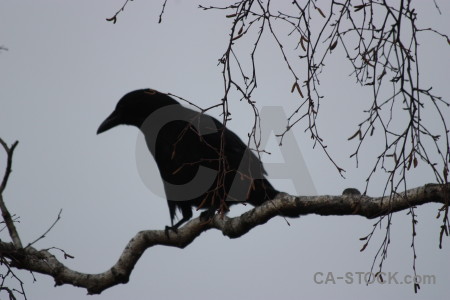 Crow gray animal bird.