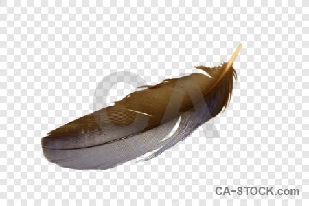 Cut out object transparent feather.