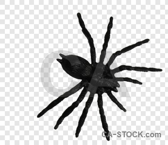 Cut out spider insect transparent animal.