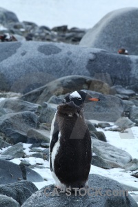 Day 10 antarctic peninsula penguin dorian bay rock.