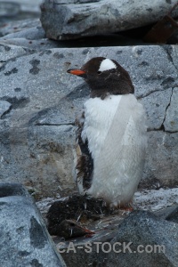 Day 10 antarctica cruise penguin gentoo palmer archipelago.