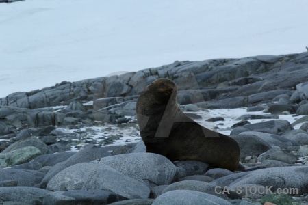 Day 10 fur seal snow dorian bay stone.