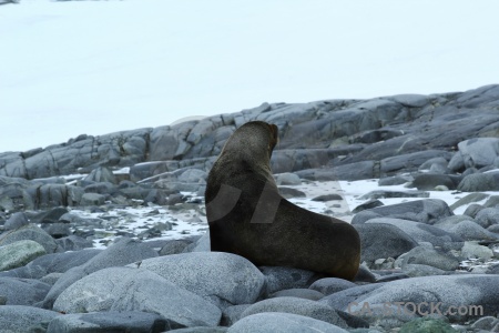 Day 10 palmer archipelago rock fur seal antarctica cruise.